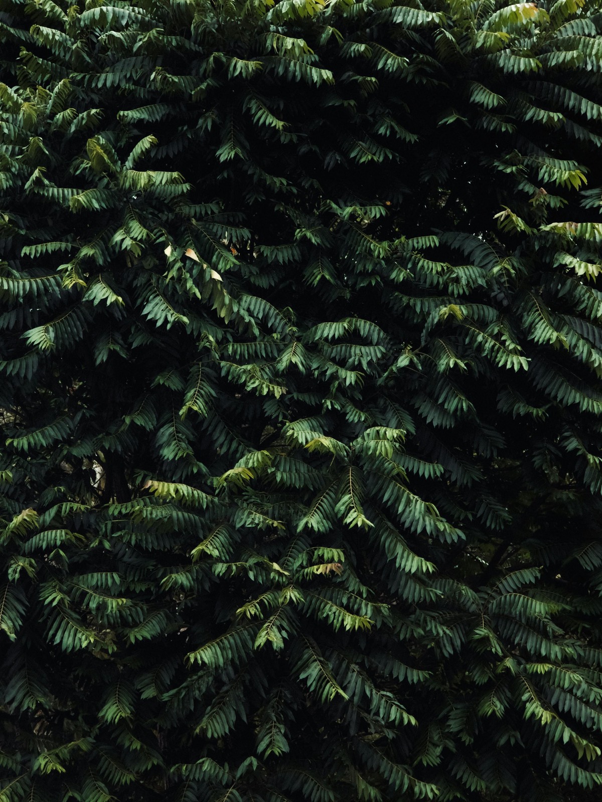Dense botanical growth — raw ingredient environment