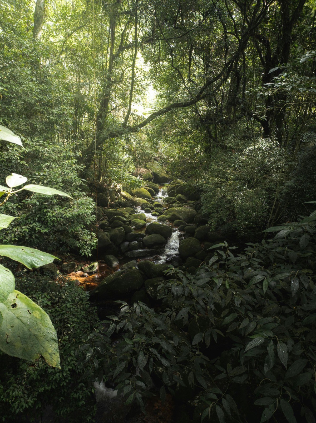 Lush herbal source region — tropical forest stream
